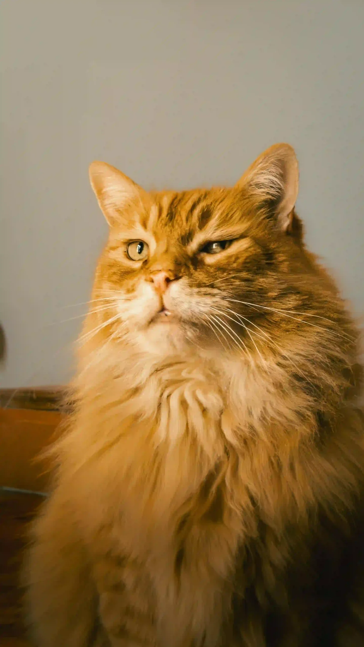 Goofy ahh cat meme showing funny reaction