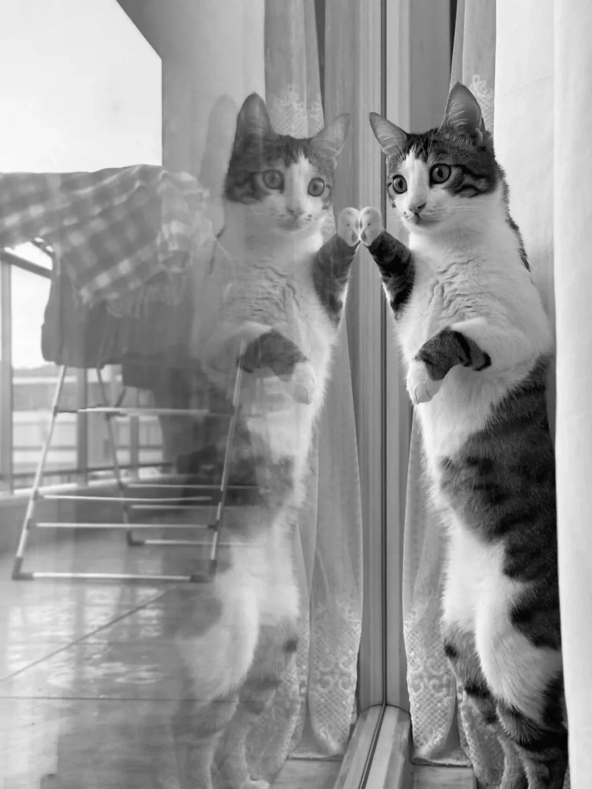 Goofy ahh cat pfp for Discord profile