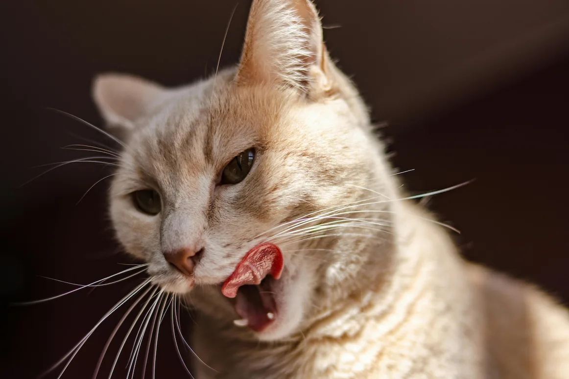 Cool goofy ahh cat profile picture for memes