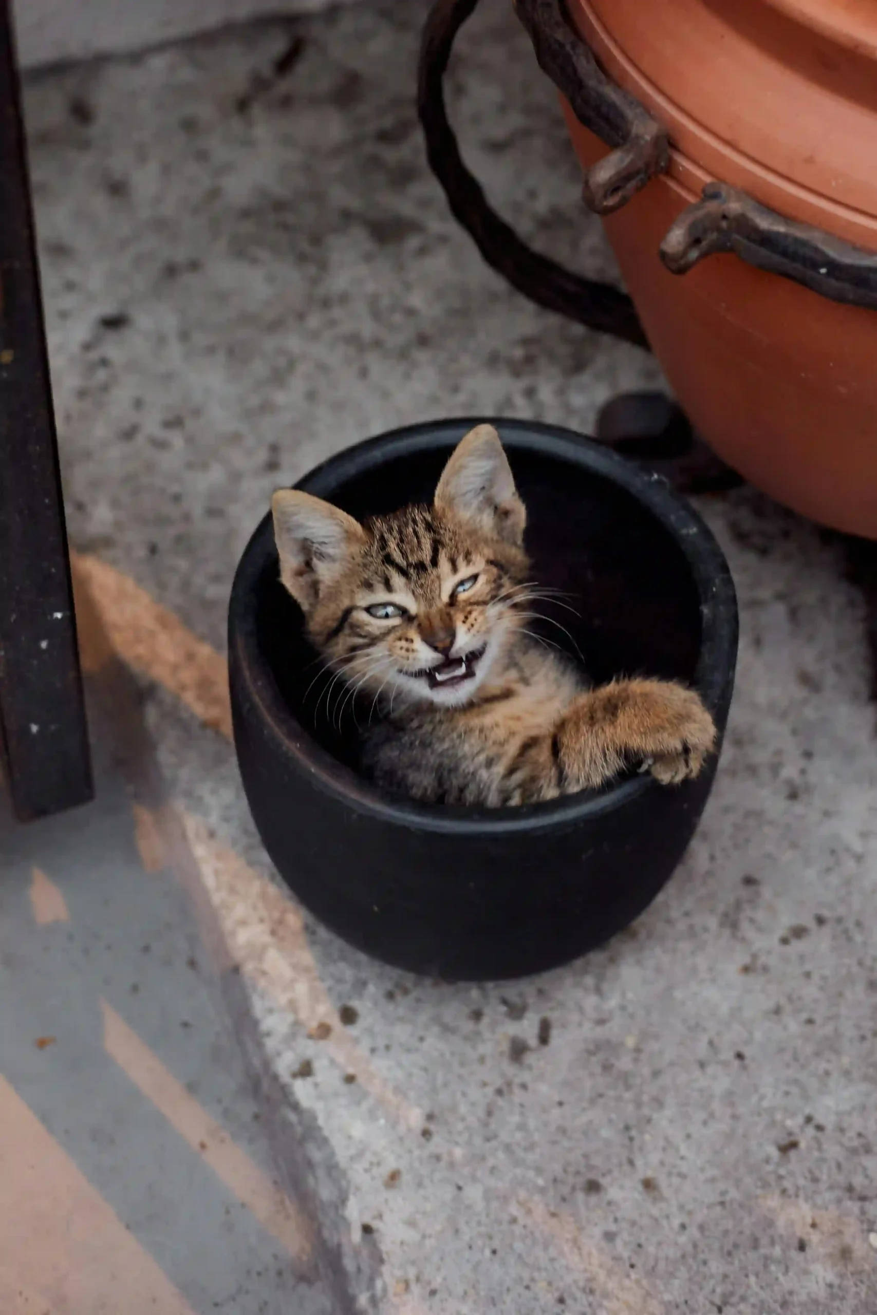 Goofy ahh cat pfp looking cute and silly