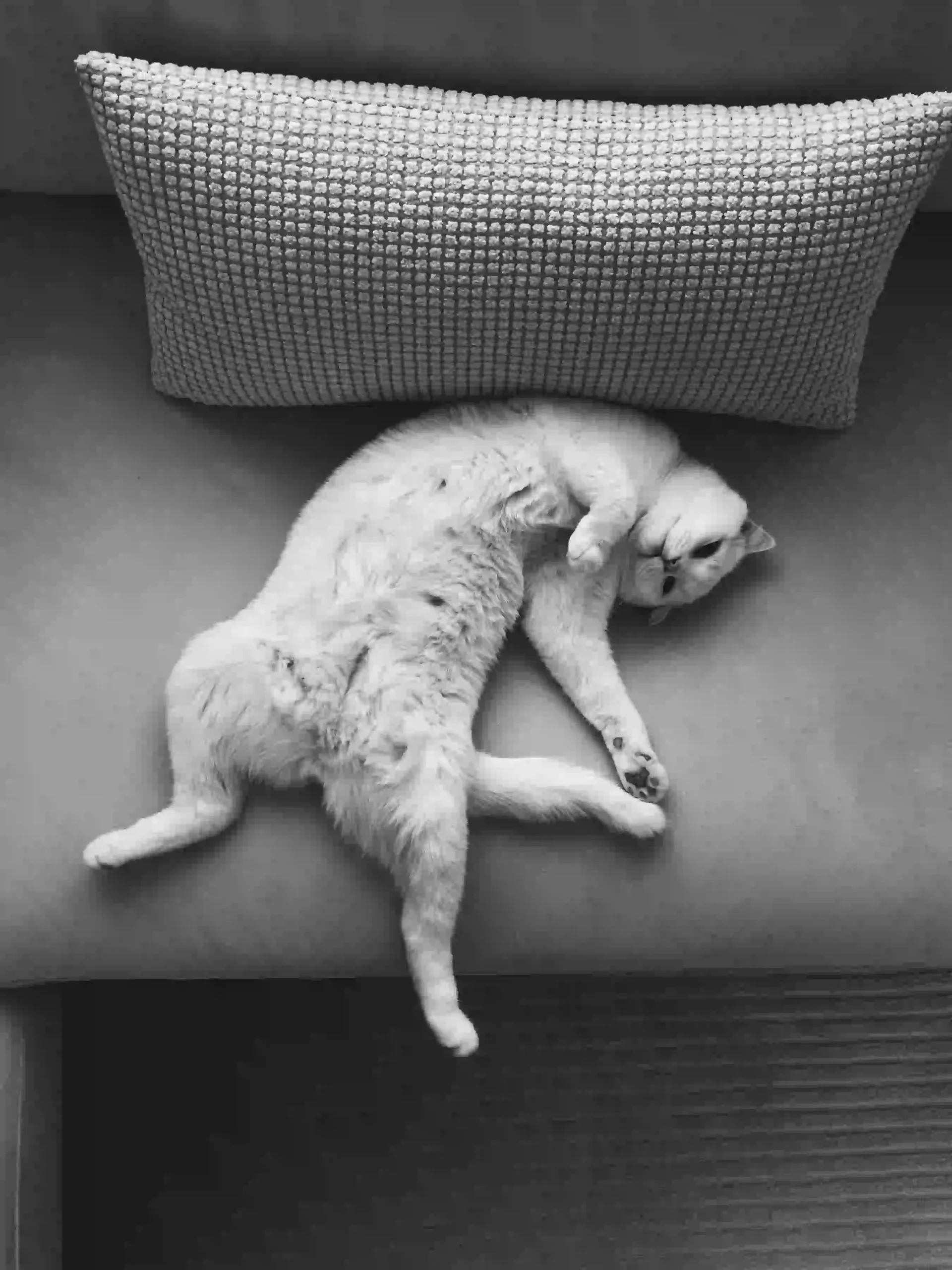 Funny goofy ahh cat caught doing something weird