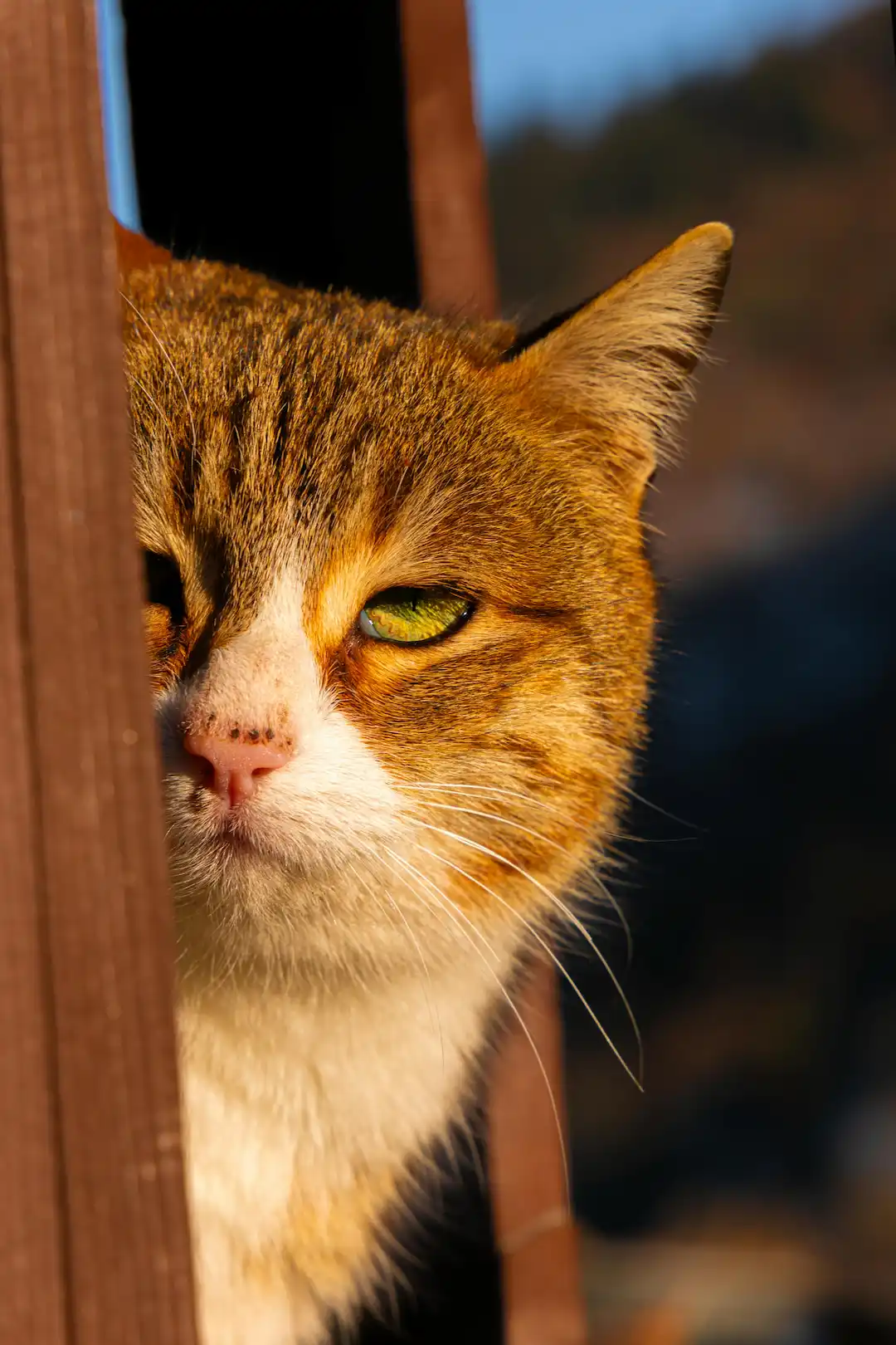 Silly goofy ahh cat making weird face