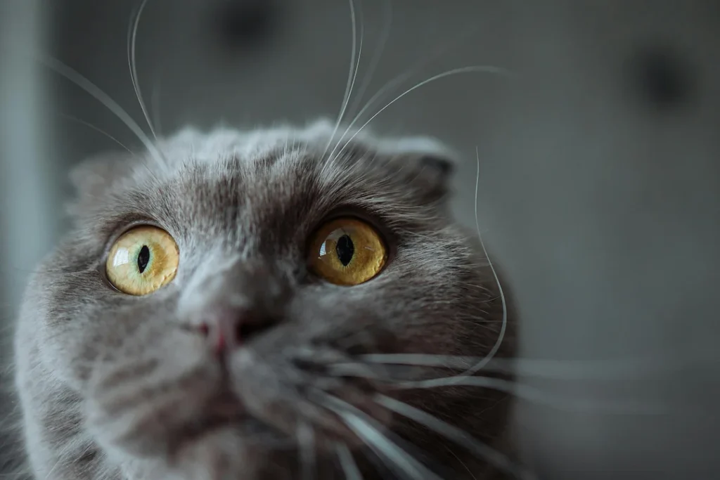 Goofy ahh cat wallpaper with zoomed funny face