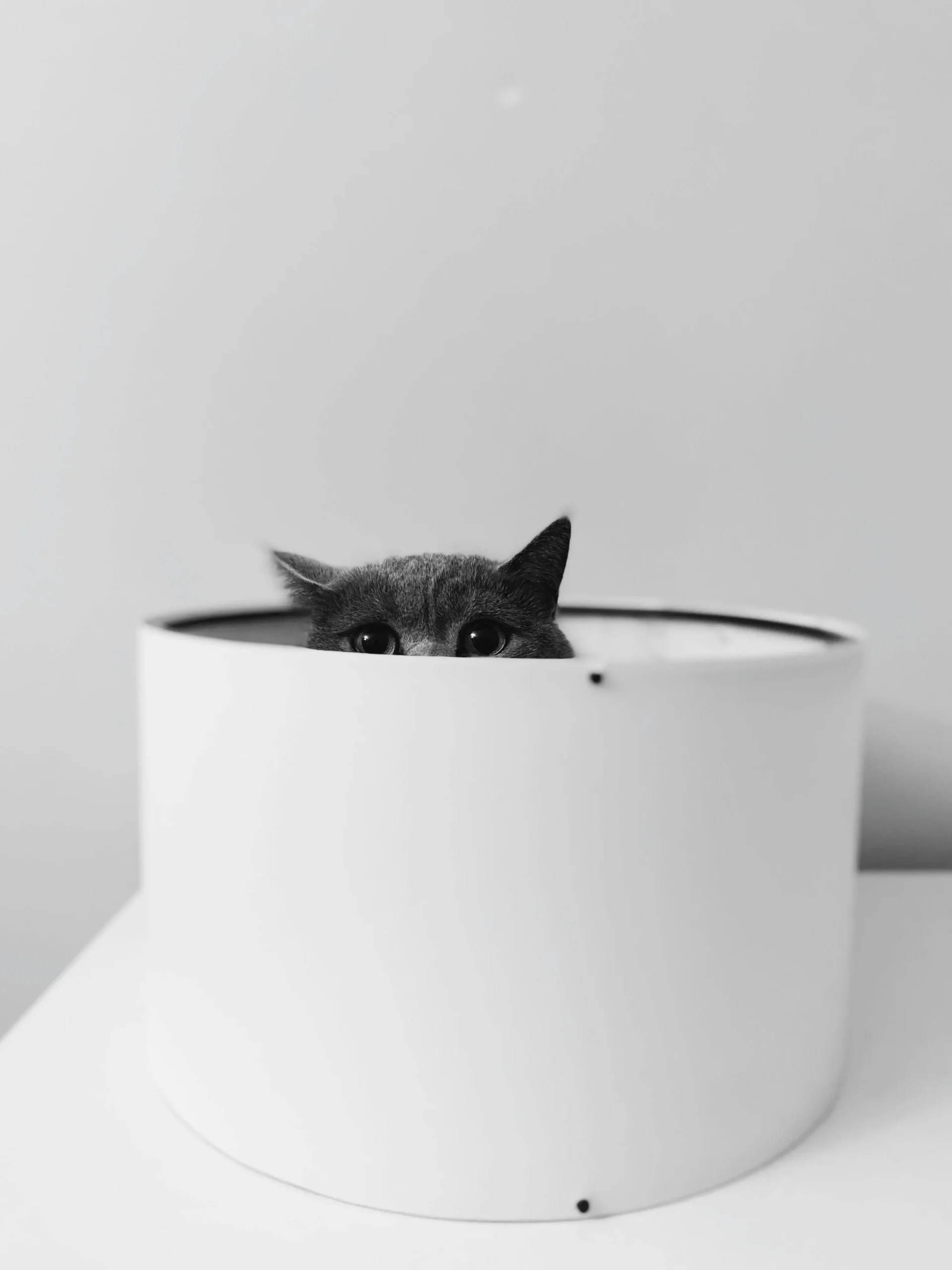 Funny goofy ahh cat HD wallpaper