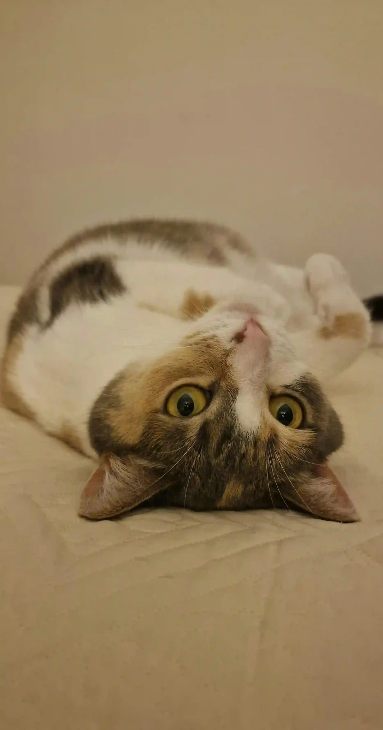 Goofy ahh cat wallpaper with silly pose