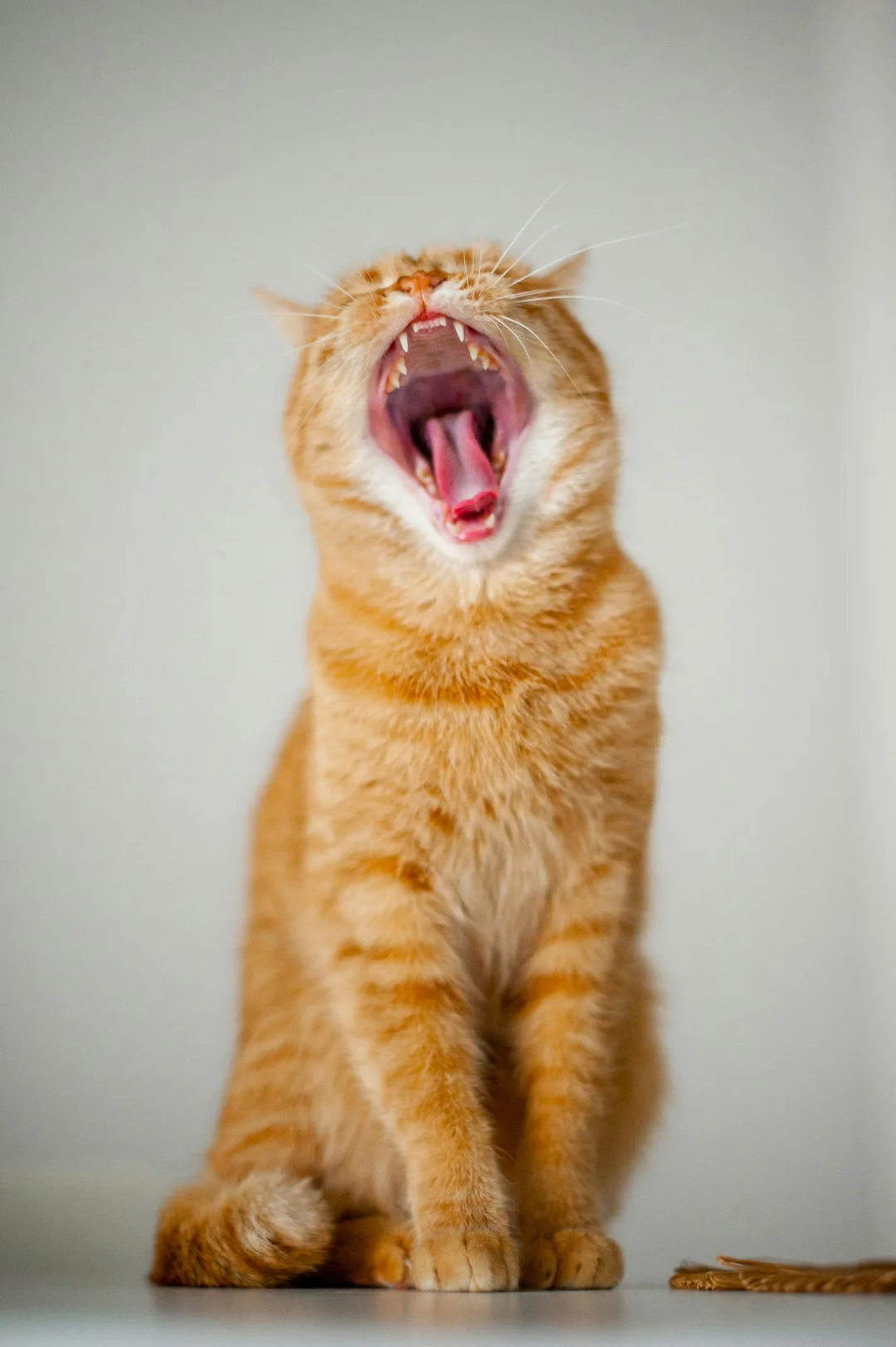 Hilarious goofy ahh cat wallpaper in 4K