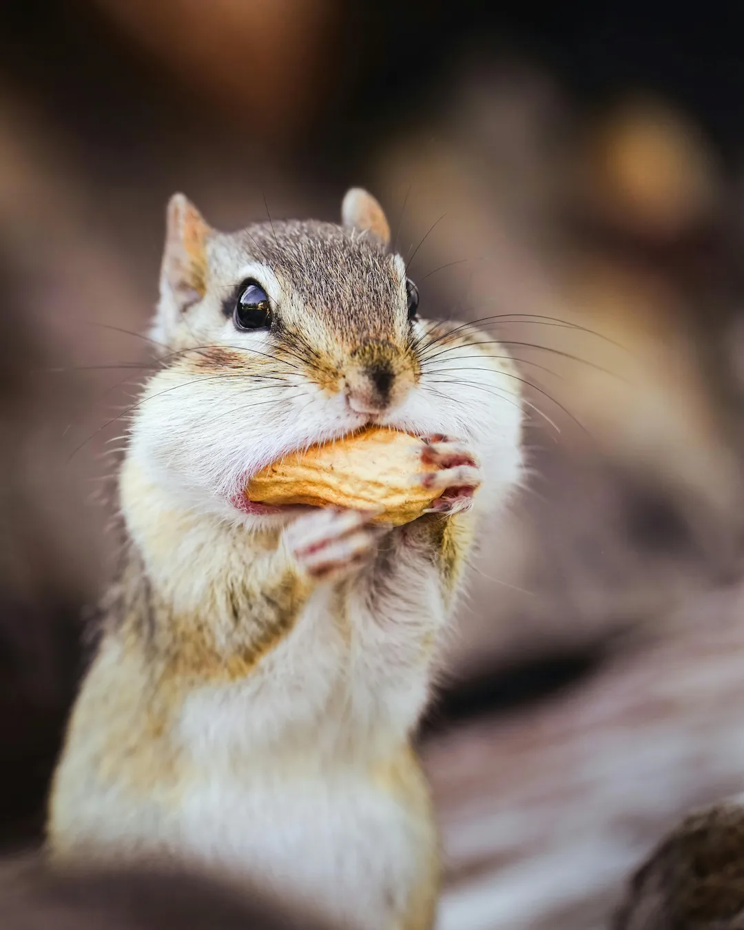 Cute goofy ahh image with odd face