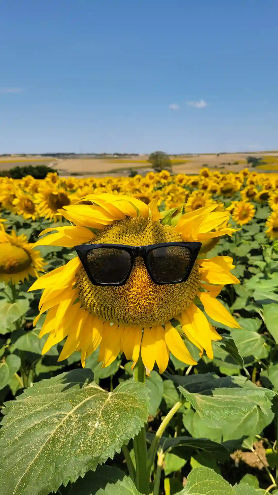 Cute and silly goofy ahh wallpaper