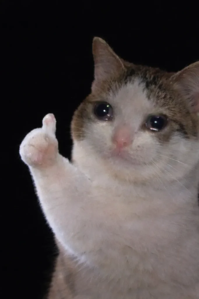 emotional cat funny pose