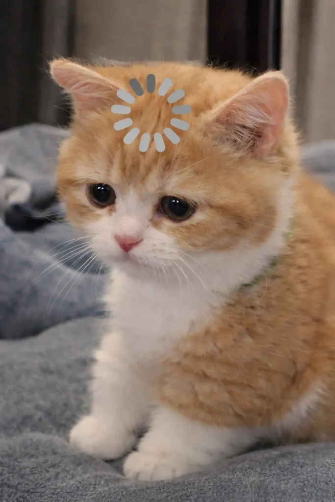 Confused cat with loading sign funny meme