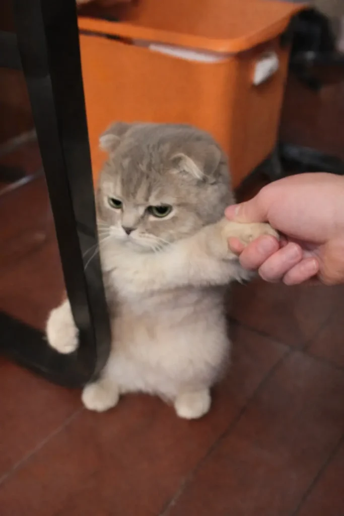 Silly cat with funny facial expression