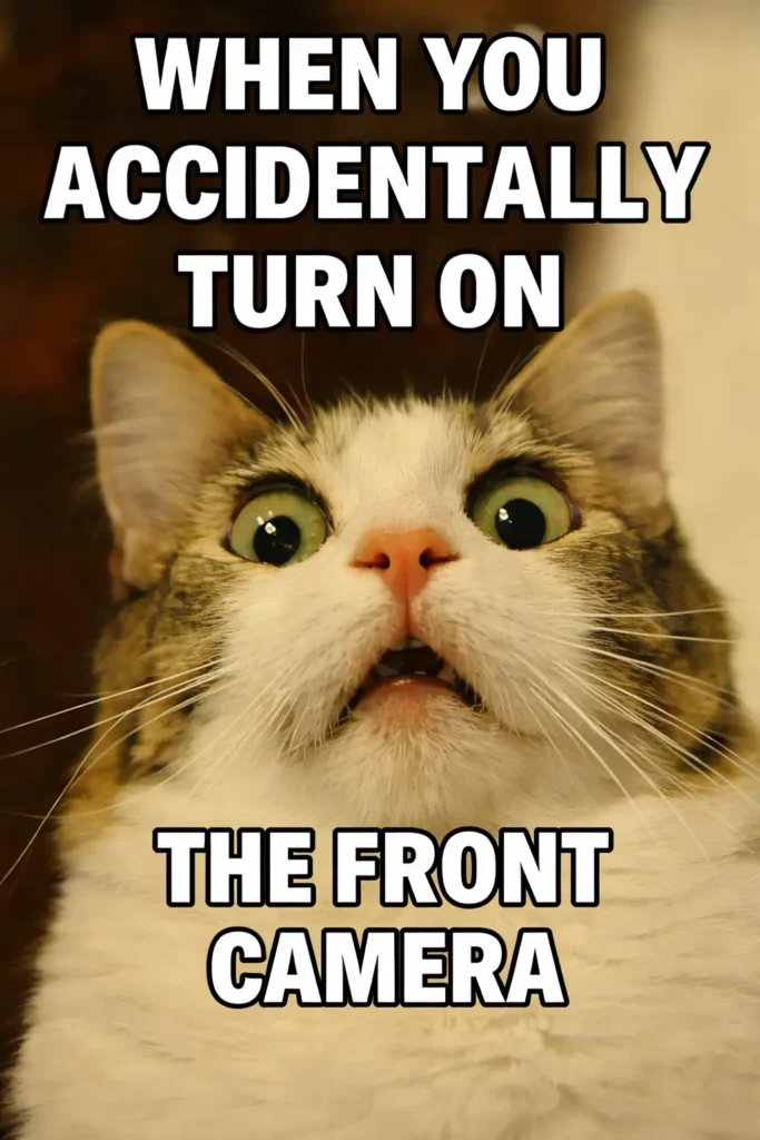 Funny cat meme with surprised reaction